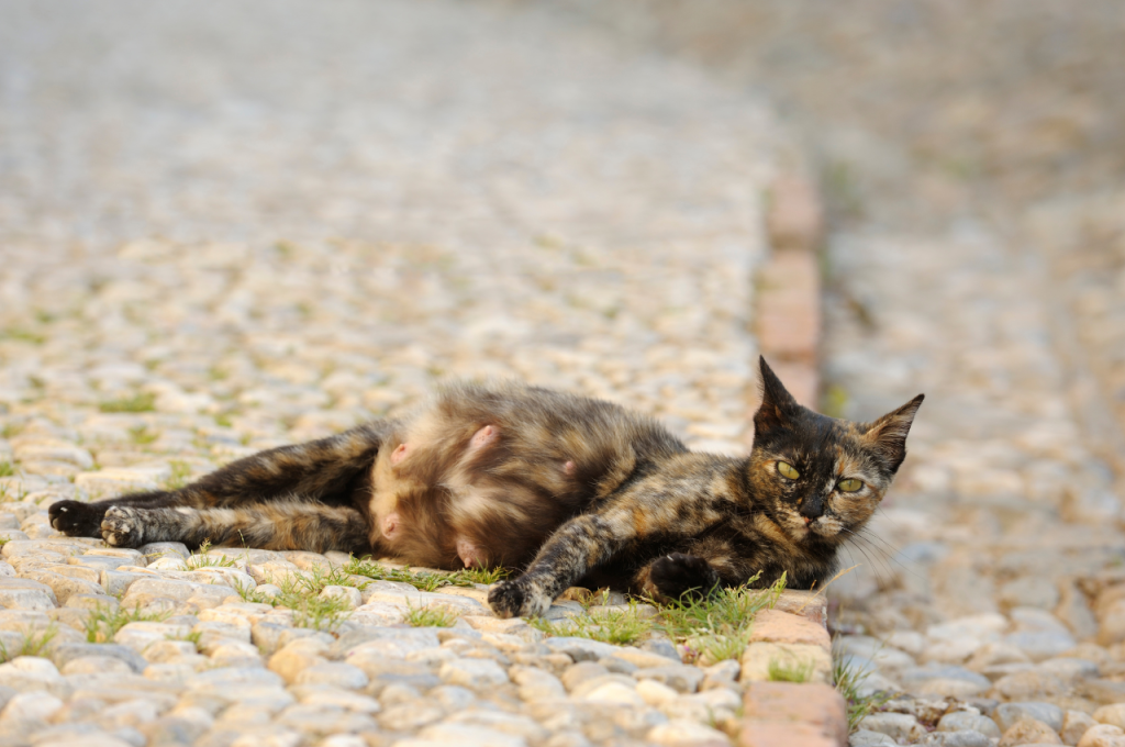 How can I tell my cat is about to give birth?