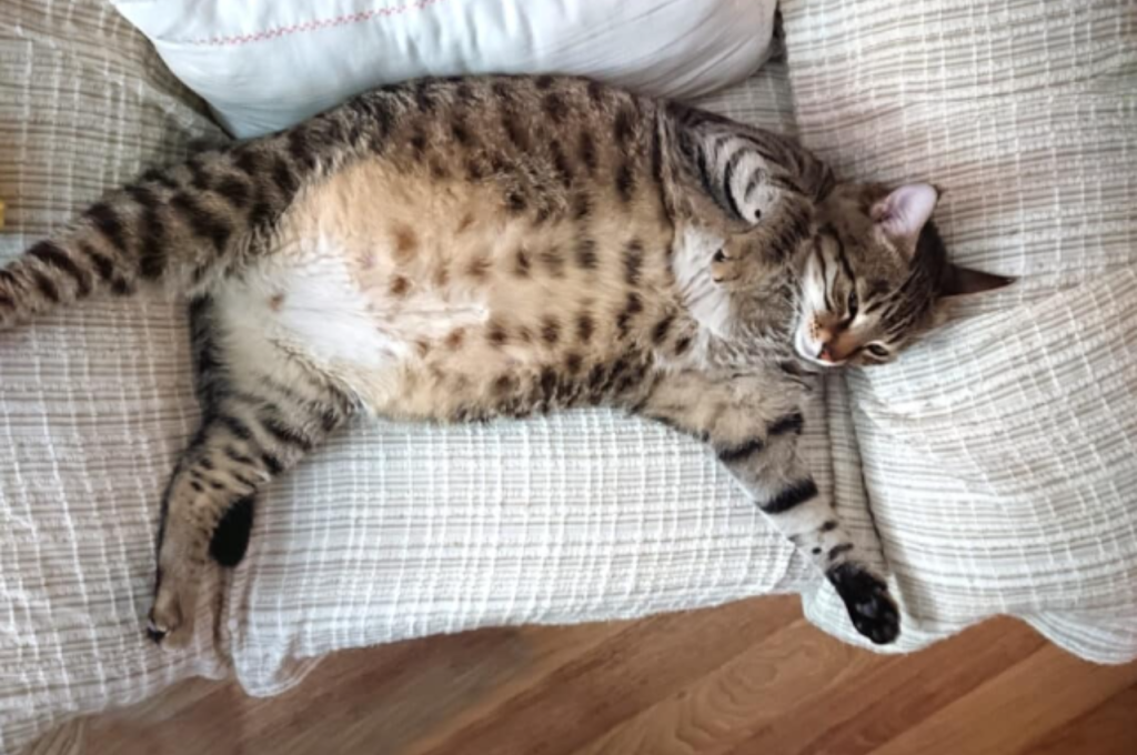 What not to do when cat is pregnant?