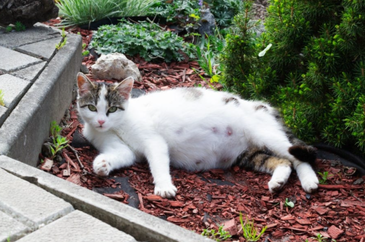 What does a pregnant cat need?