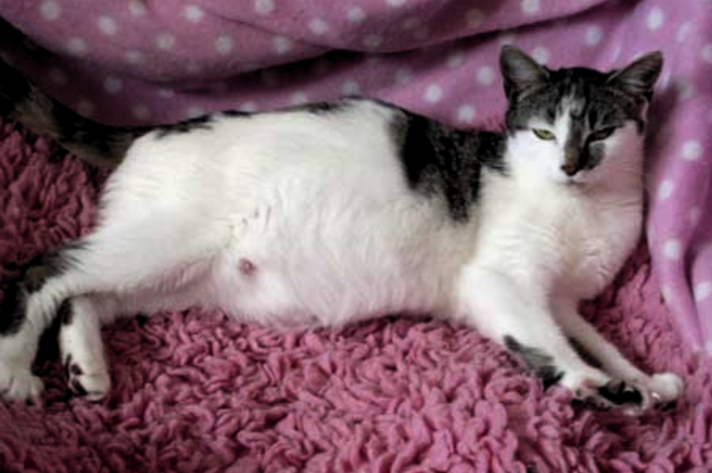 What are three things you should do for a pregnant female cat?