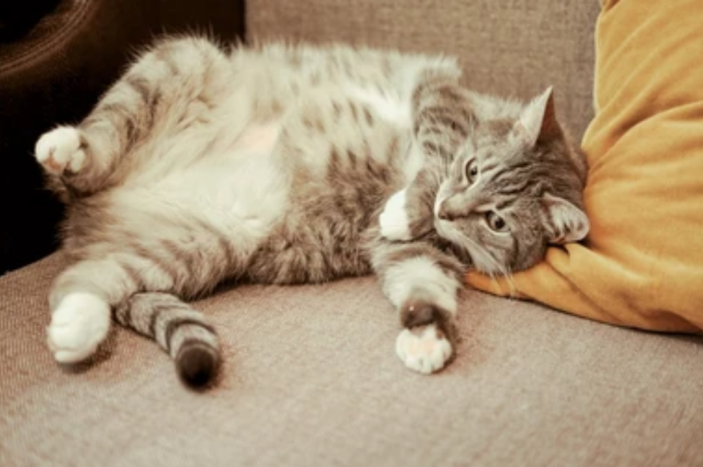What is the best setup for a pregnant cat?