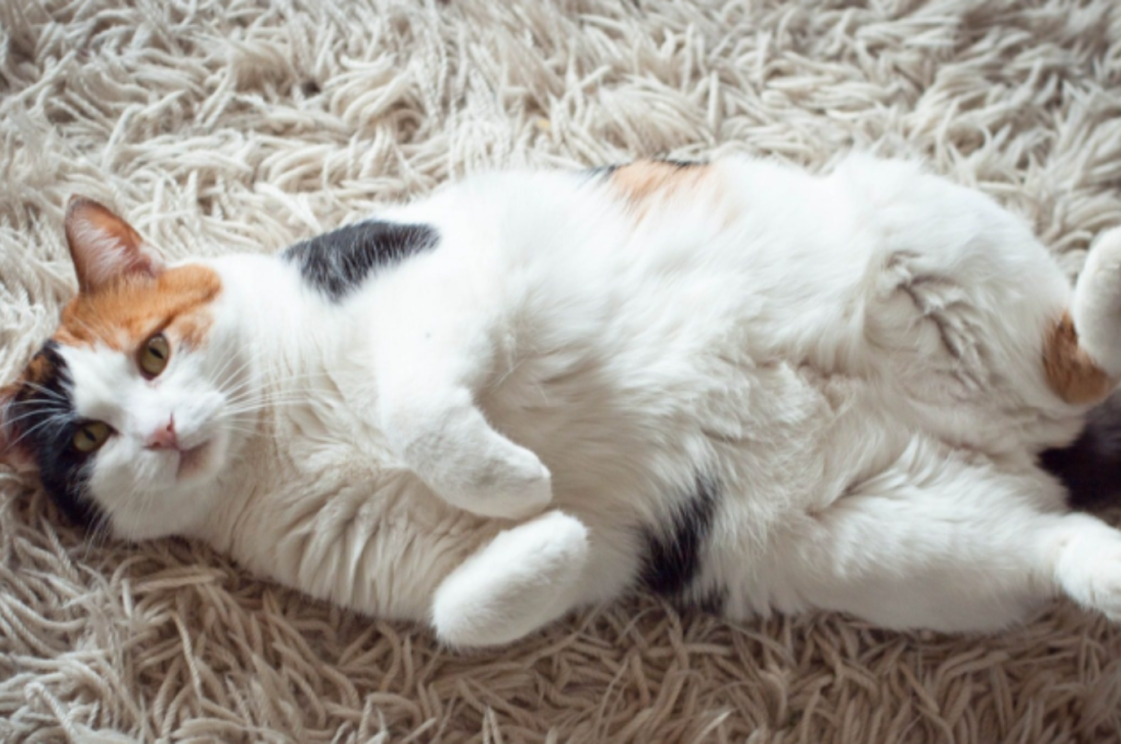 How do I know if my cat is close to giving birth?