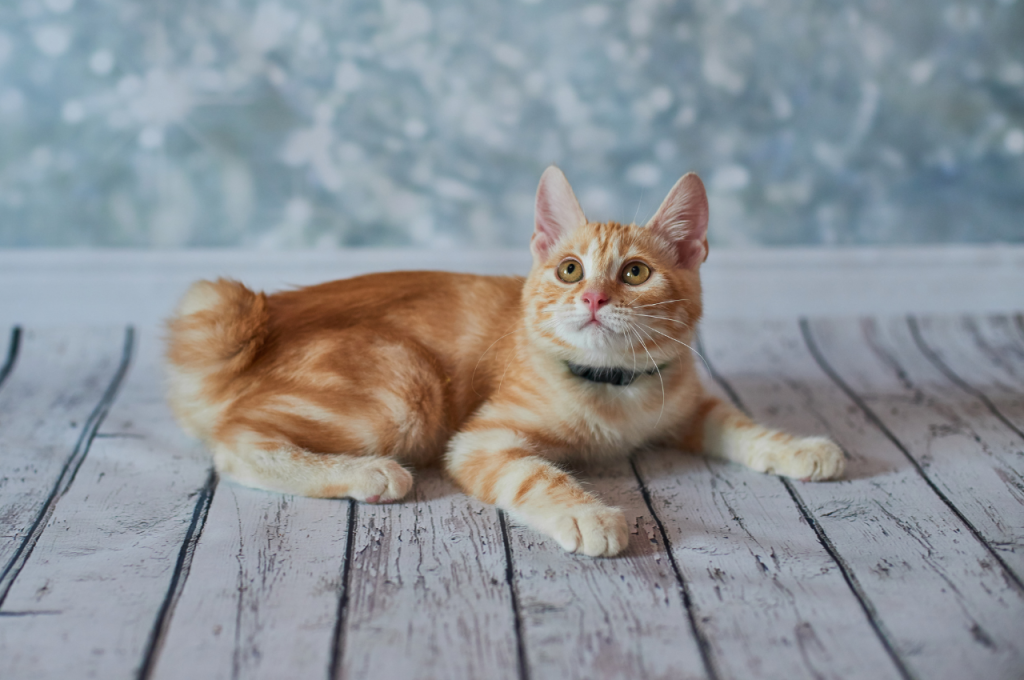 cat behavior body language