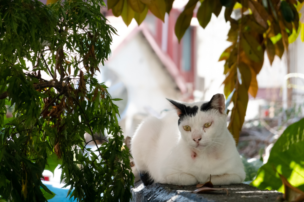 cat strange behavior symptoms