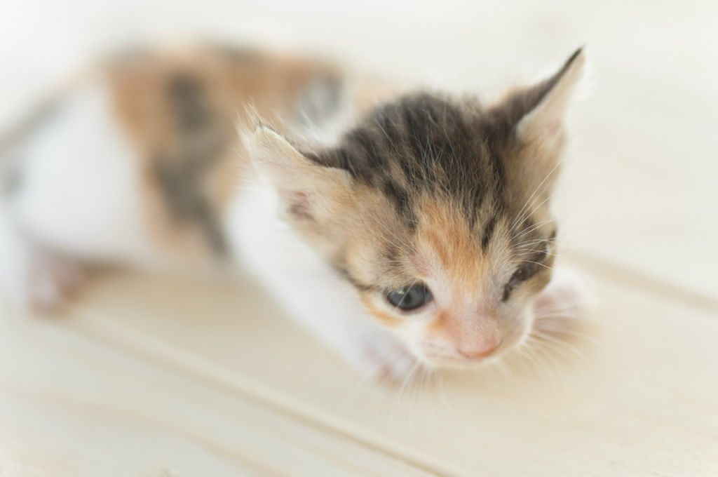 how to save a kitten from dying