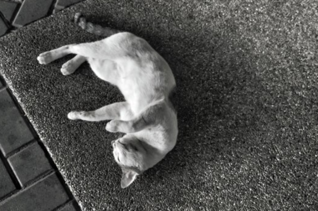 what to do if your cat dies at home