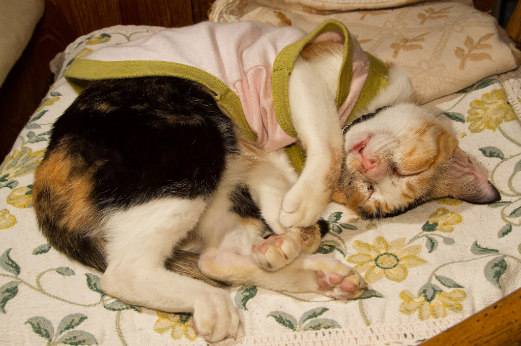 Cat sleeping positions when sick