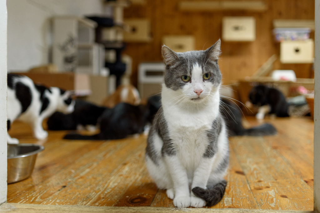 Is it a good idea to get a rescue cat?