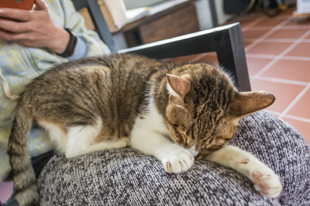 What are some facts about cats behavior?