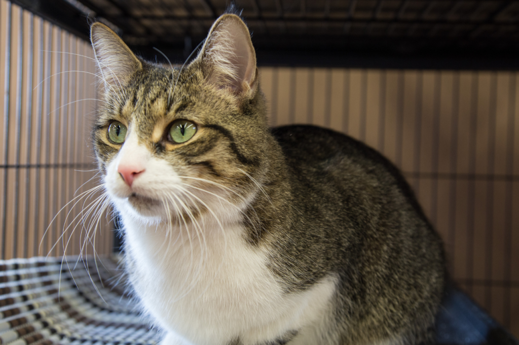 What are the problems with adopting cats?
