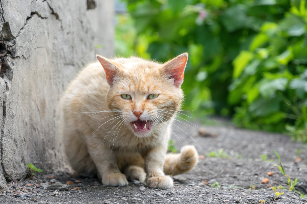 how to rescue injured cat