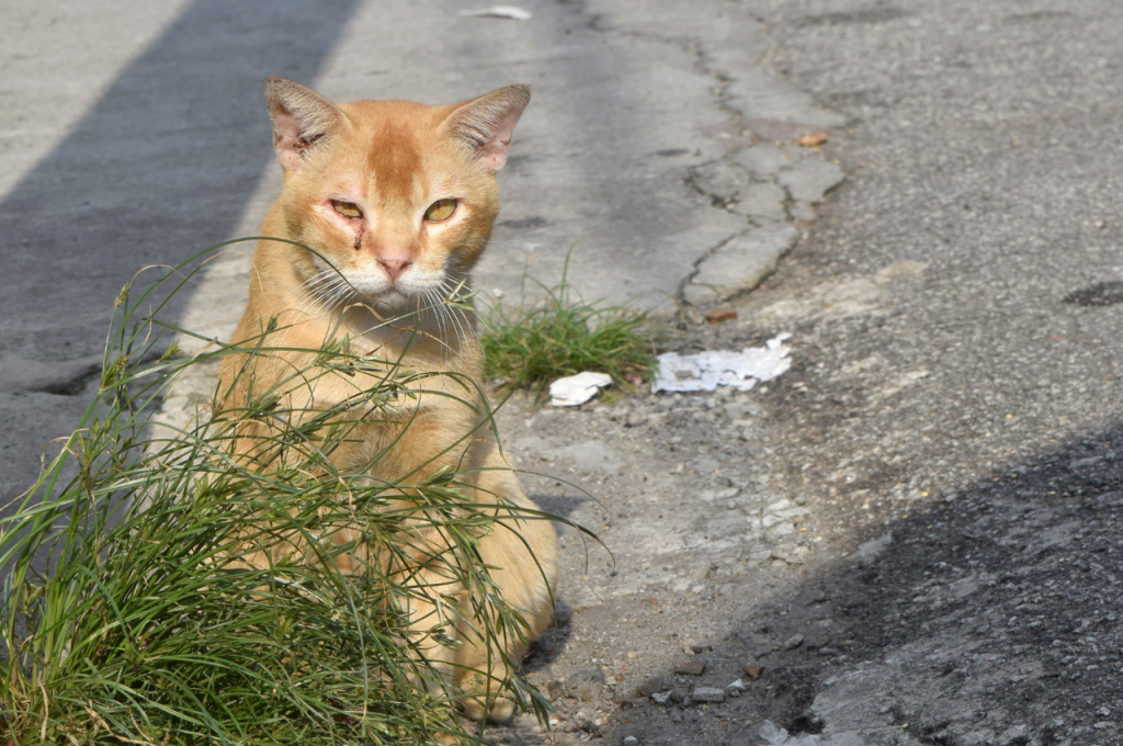 How do you save an injured cat?