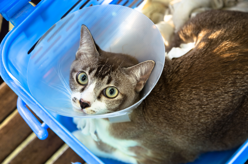 What to do when you find a cat injured?