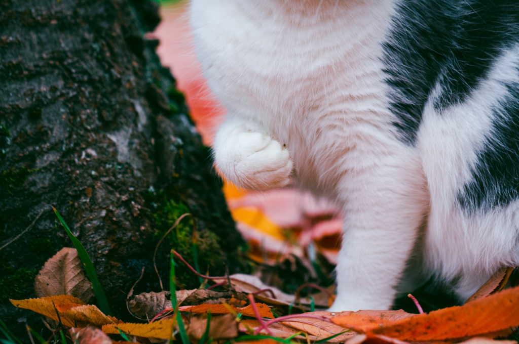 How to treat an injured cat leg