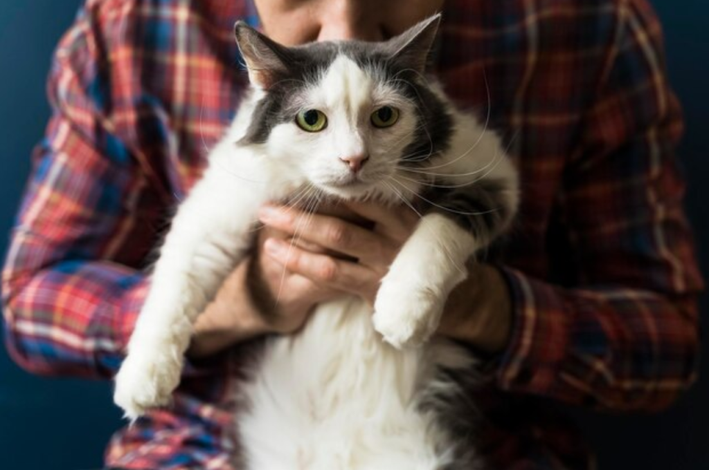What's involved in adopting a cat?