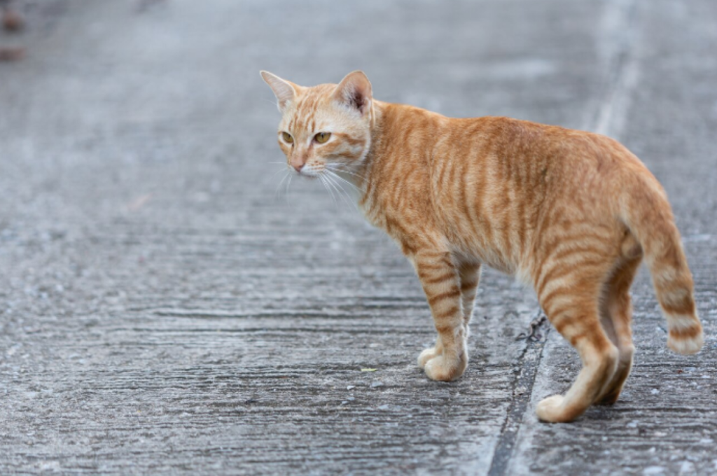 Why are cats so lethal?