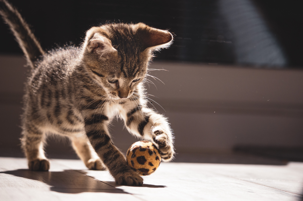 What do cats love the most?