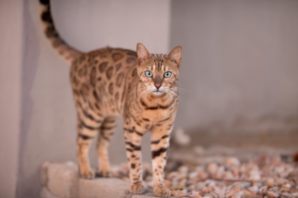 ancient myths about cats