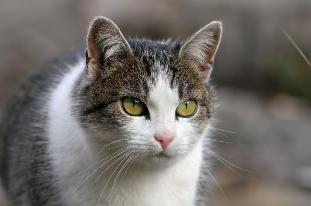 What are the negative perceptions of cats?