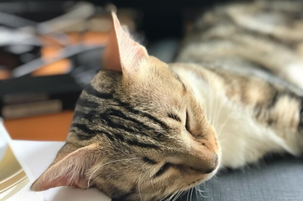 How can I tell if my cat is stressed?