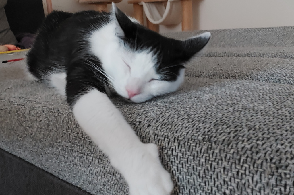 How to relax a cat?