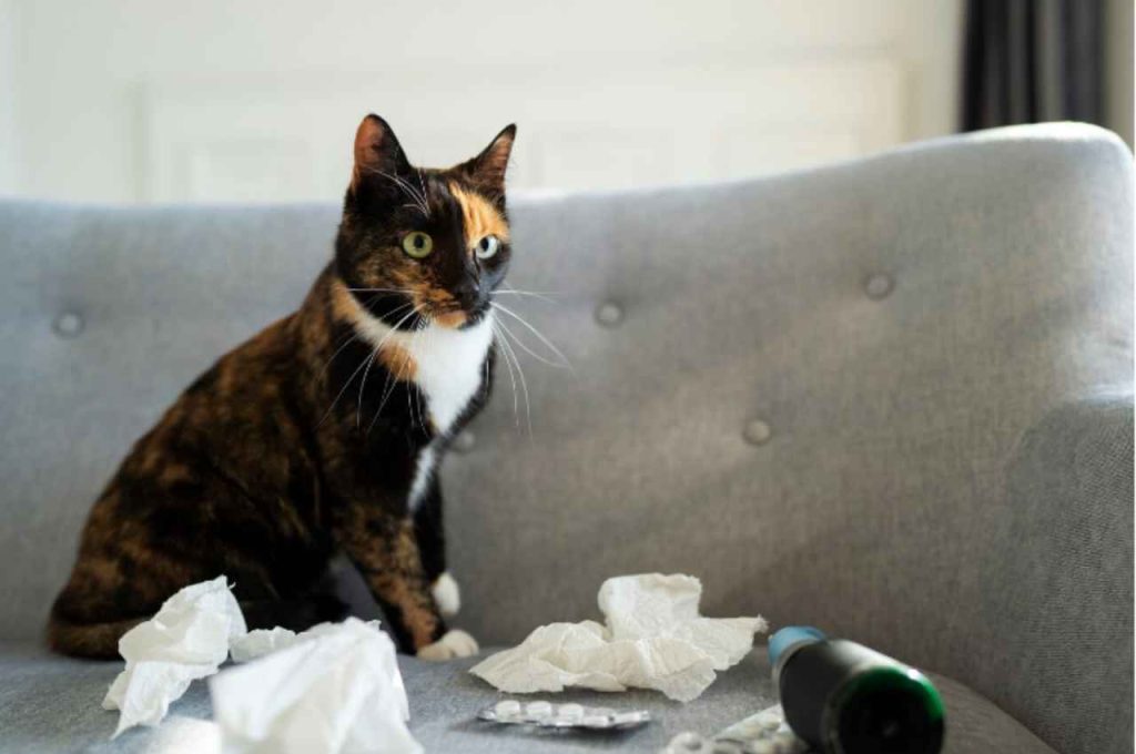 how to break cats bad habits