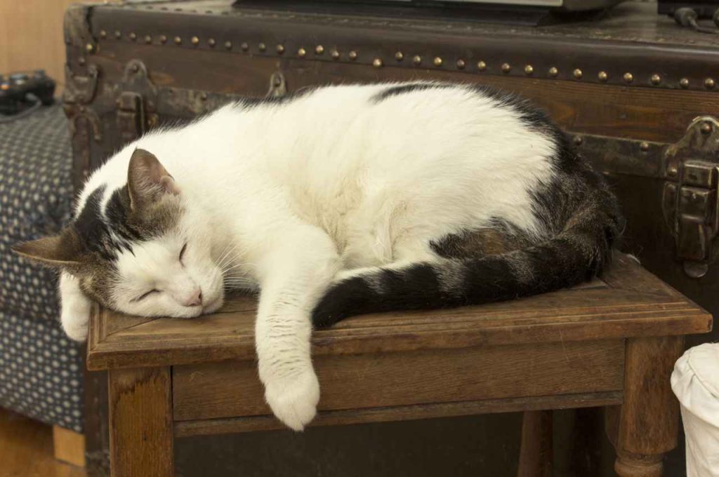 how can i change my cats sleeping habits