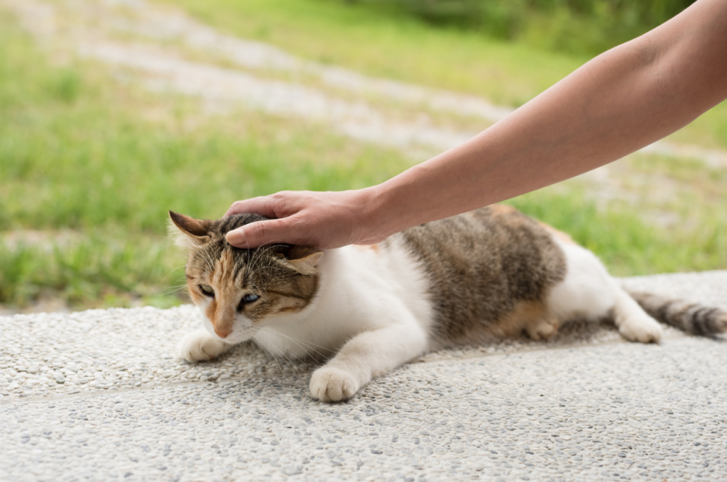 How do you relax an overstimulated cat?