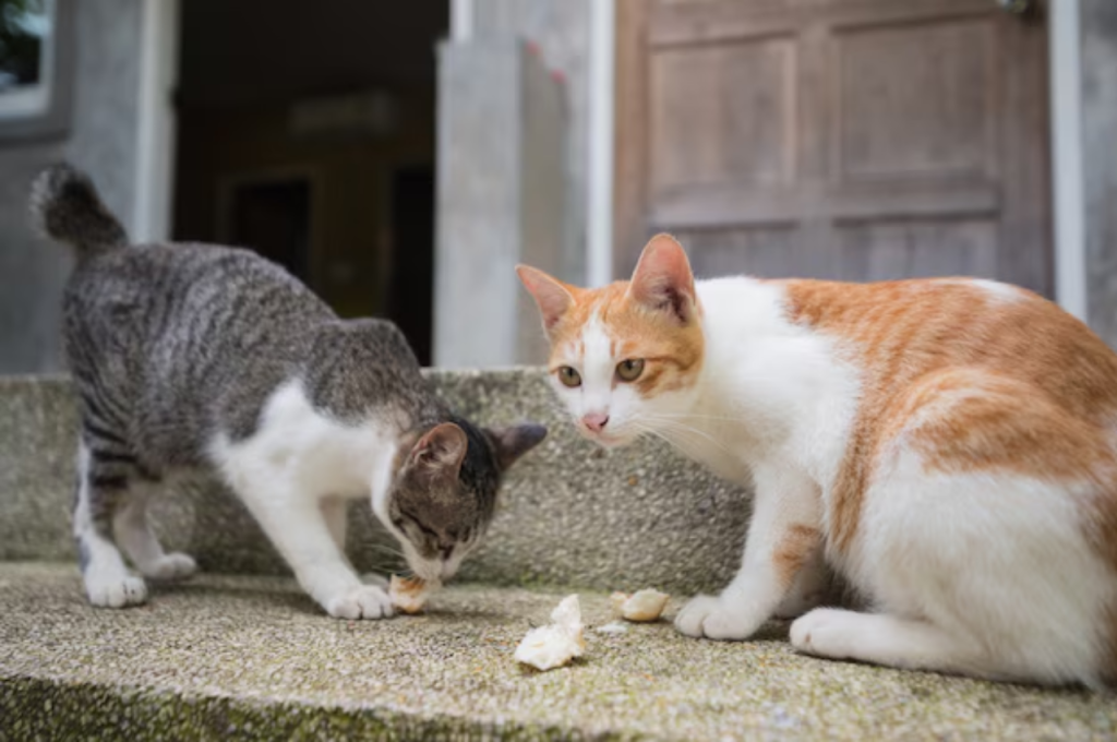 how to feed two cats with different eating habits