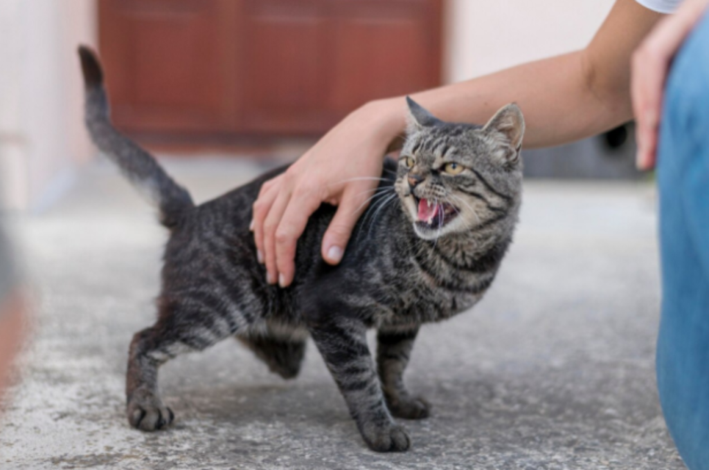 How do cats act when something is wrong?