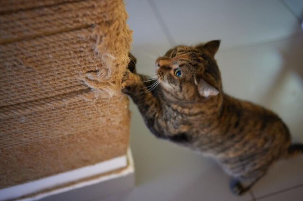 What is an unacceptable cat behavior?