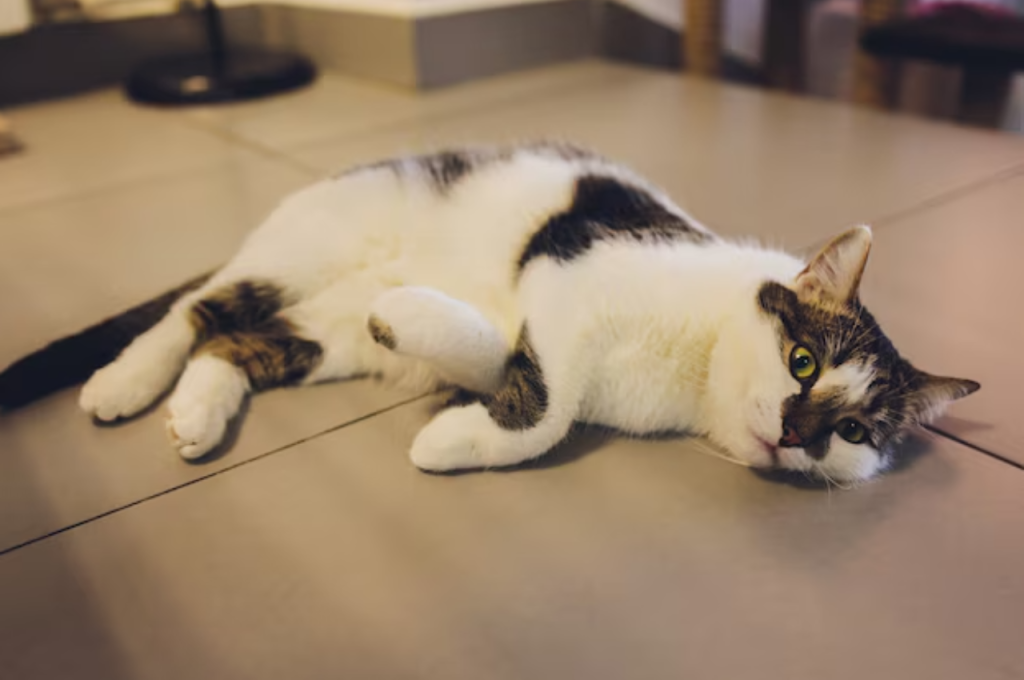 What is abnormal cat behavior?