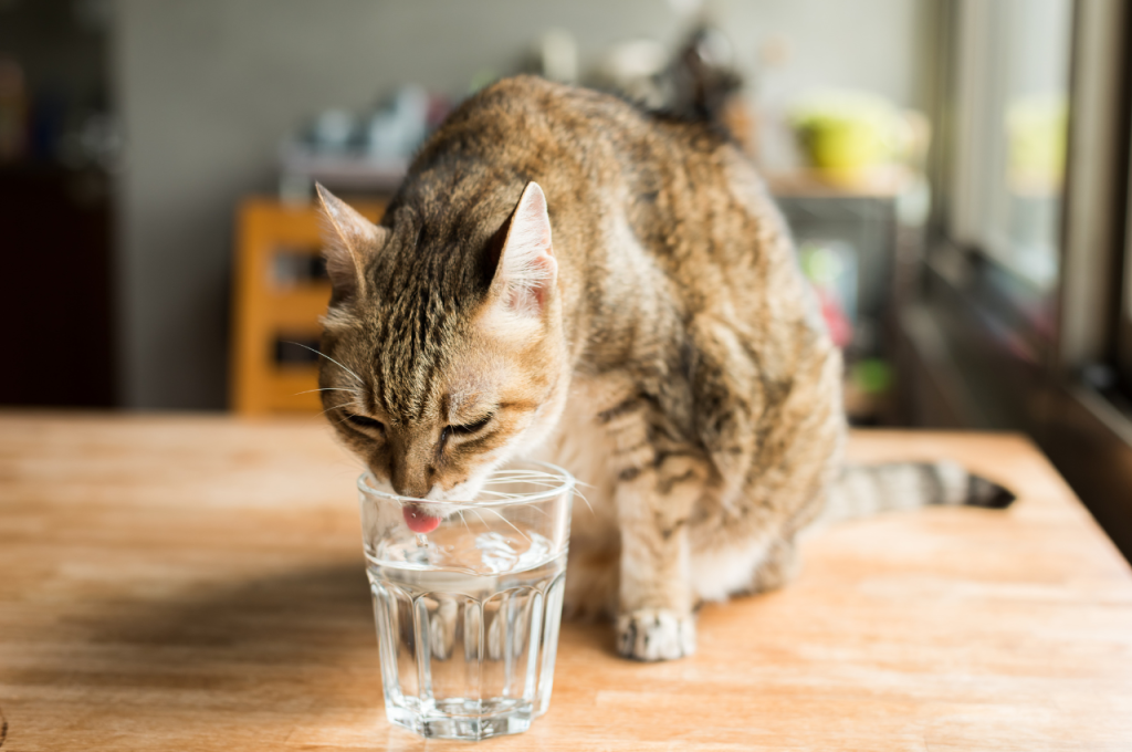 How do you tell if a cat is nearing the end of its life?