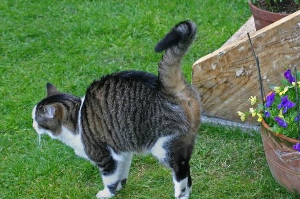 What are the behavior problems with male cats being neutered?