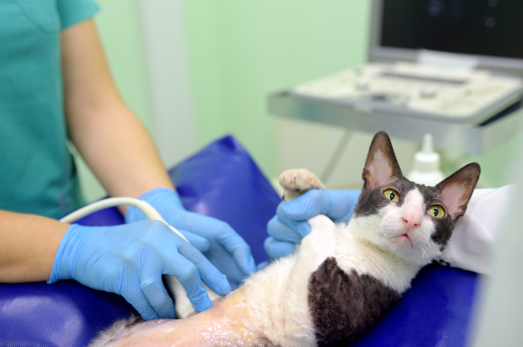 How can I tell my cat is about to give birth?