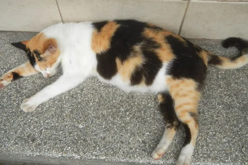 What not to do when cat is pregnant?