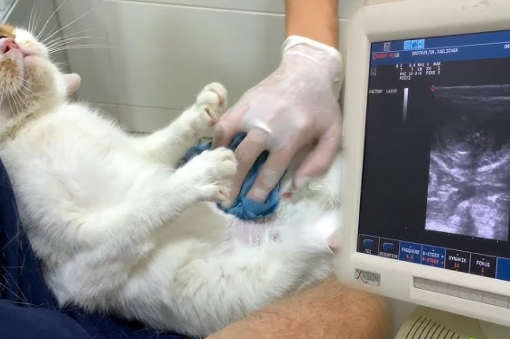 What does a pregnant cat need?