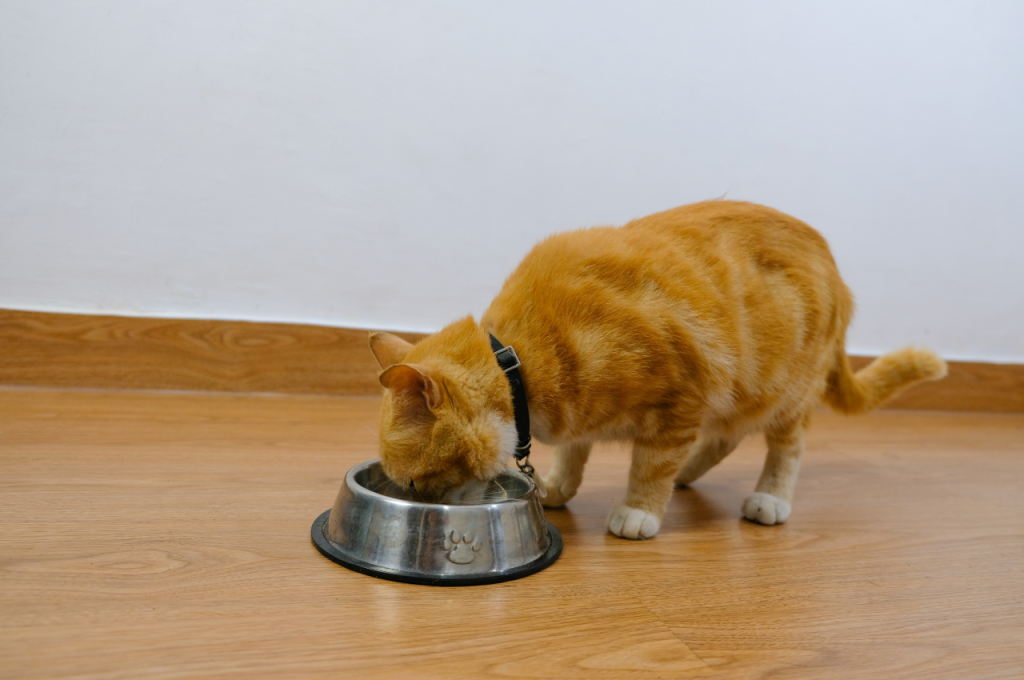 What is the best setup for a pregnant cat?