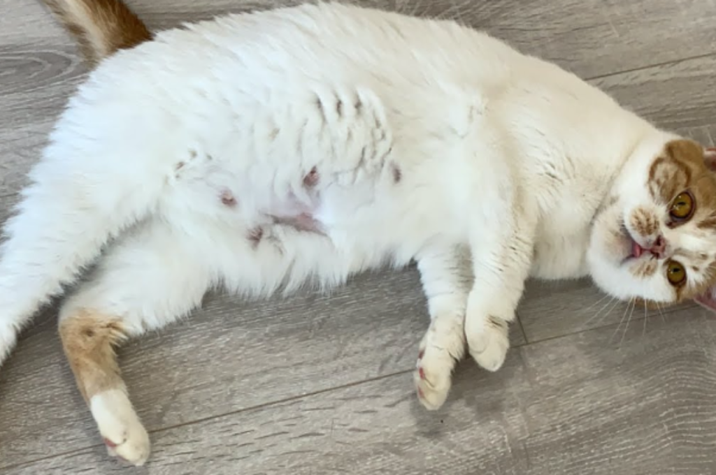 How do I know if my cat is close to giving birth?