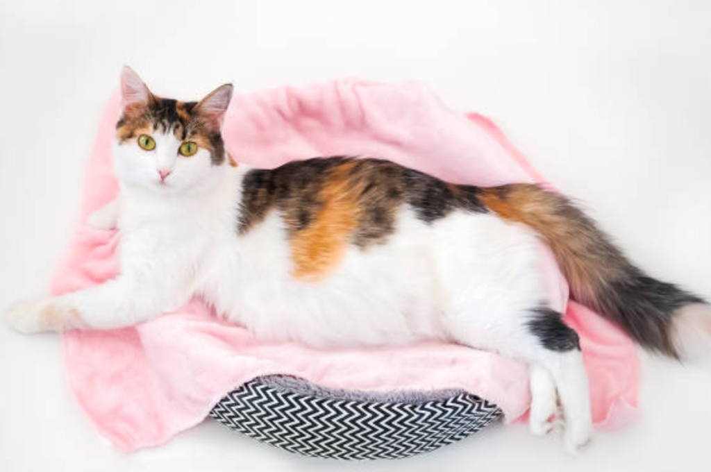 how to care for a pregnant cat and kittens
