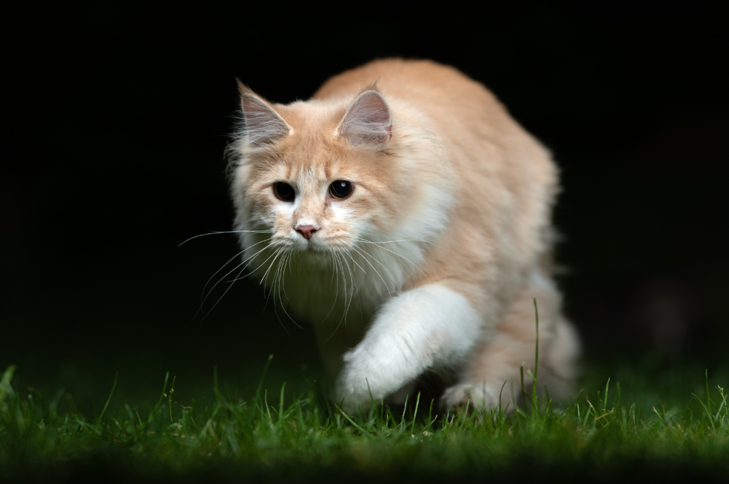 cat habits and what they mean
