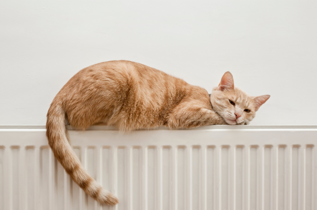 cat behavior body language