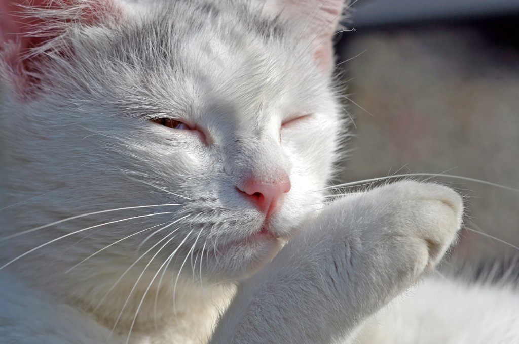 cat psychology facts