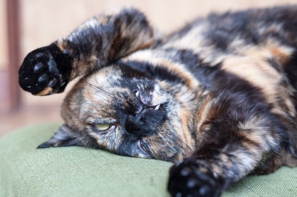 what to do if your cat dies at home