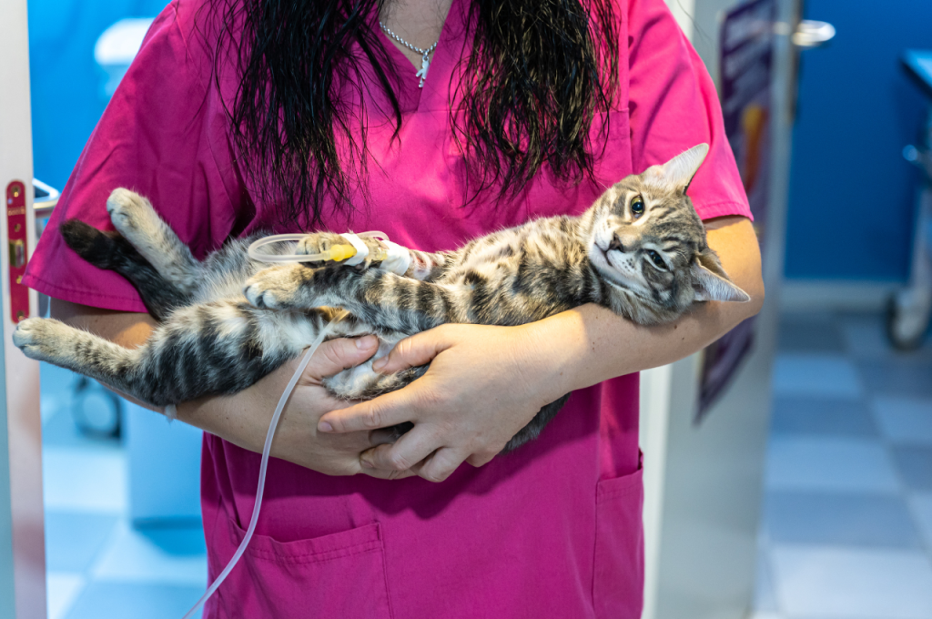 how to comfort a dying cat
