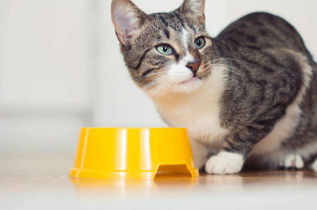 how to change a cat's sleeping habits
