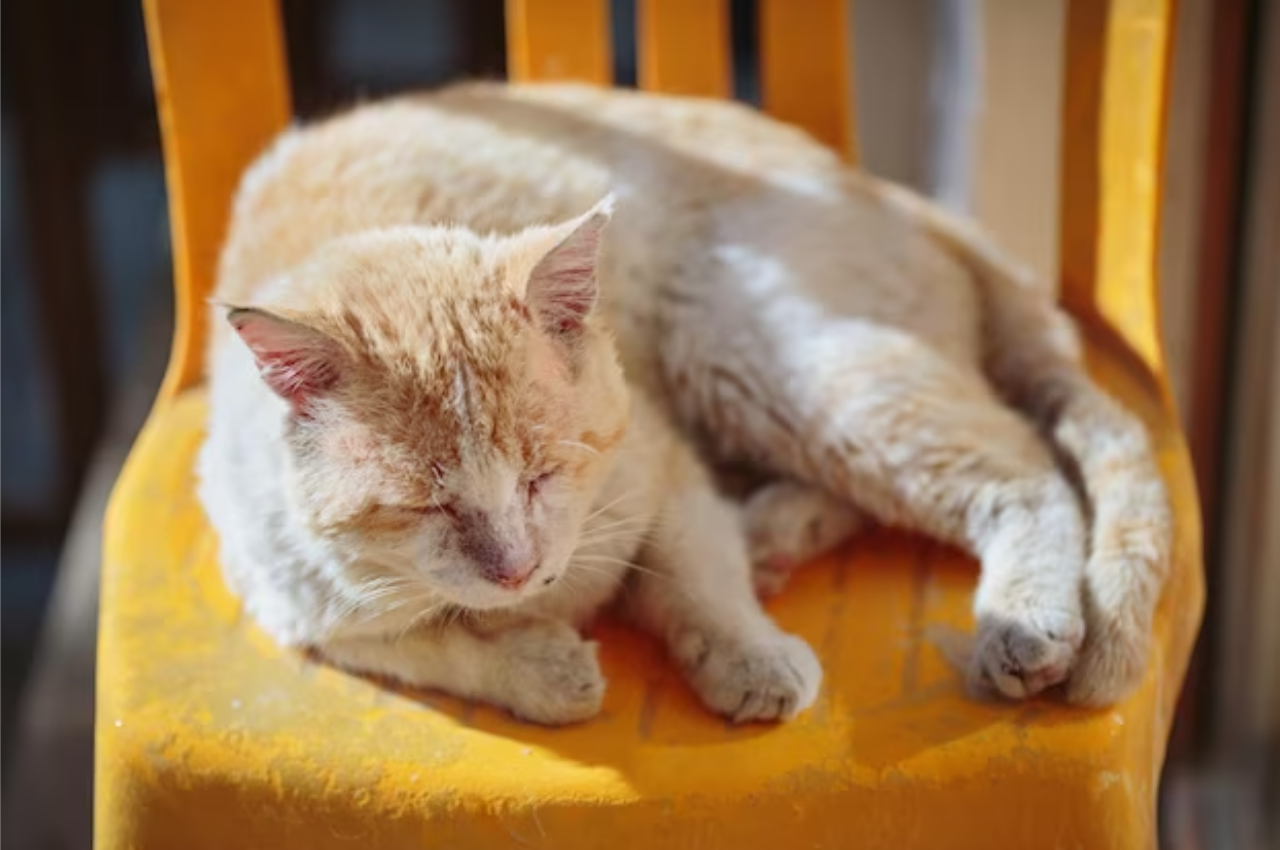 Cat sleeping positions when sick