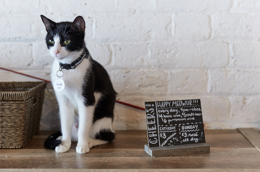 Is it a good idea to get a rescue cat?