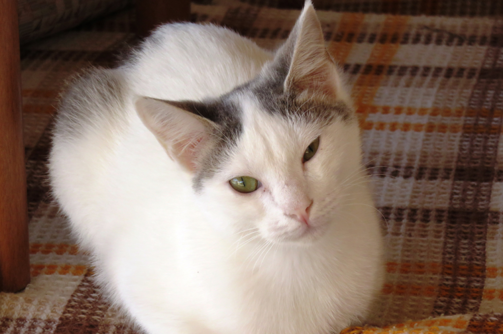 Why is it better to adopt a cat?