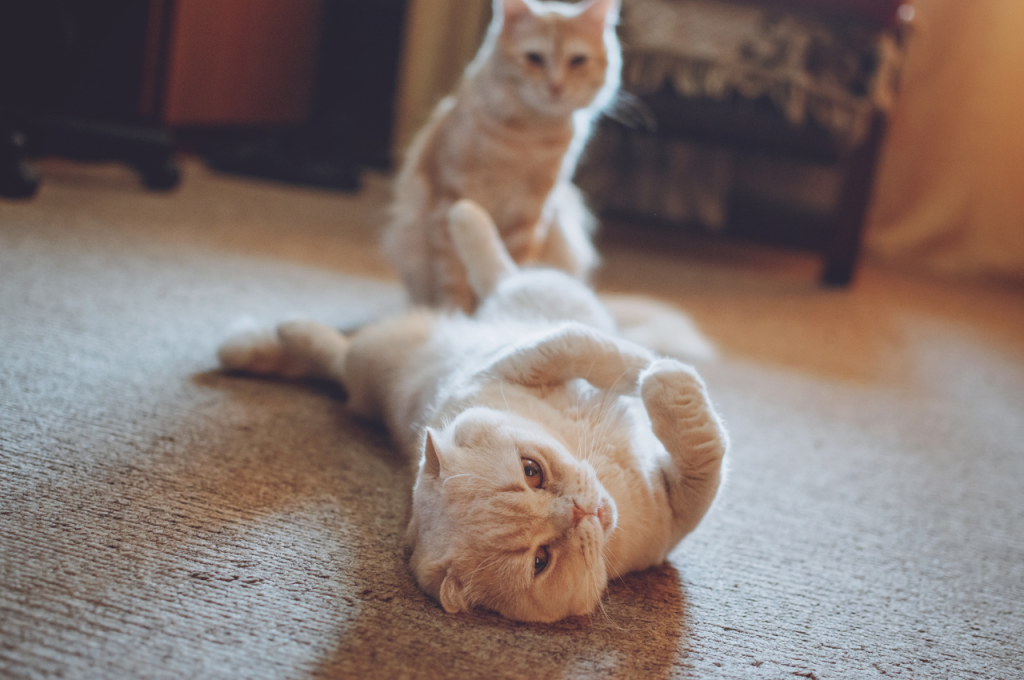 What are the problems with adopting cats?